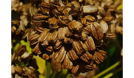 Angelica archangelica